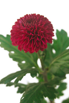 ポンポンマム 赤系 ハナスタが提供する切花の画像検索サイト