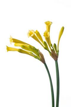 キルタンサス（黄）｜ハナスタが提供する切花の画像検索サイト