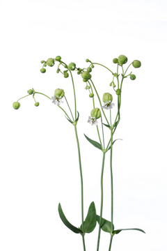 グリーンベル 風鈴花 ハナスタが提供する切花の画像検索サイト