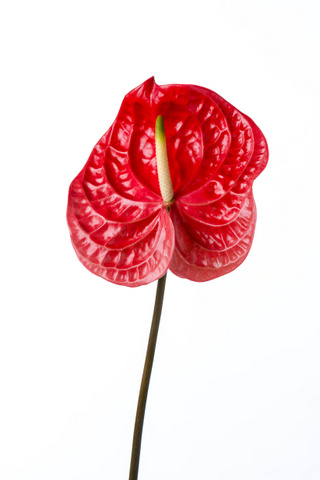 カリスト ハナスタが提供する切花の画像検索サイト