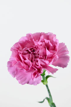モモカ ハナスタが提供する切花の画像検索サイト