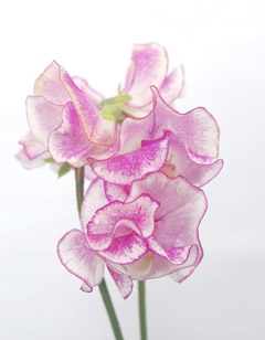 ライラックリップル ハナスタが提供する切花の画像検索サイト