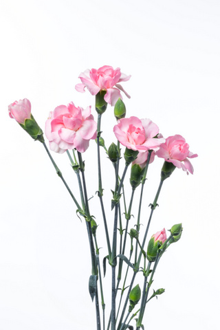 カスタードピンク ハナスタが提供する切花の画像検索サイト