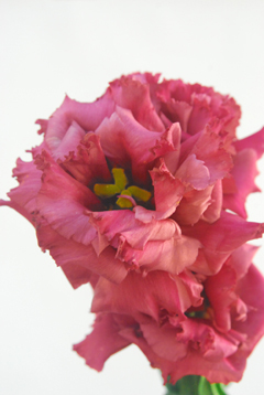 ｎｆホノピンク ハナスタが提供する切花の画像検索サイト