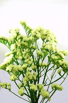 マーブルグリーン｜ハナスタが提供する切花の画像検索サイト