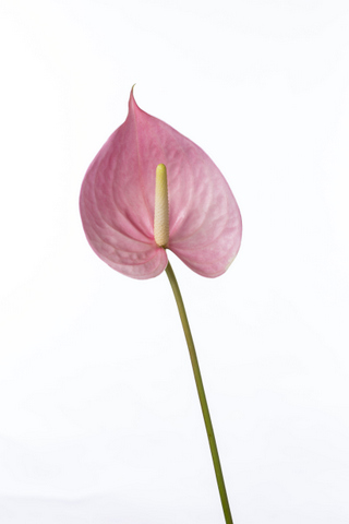 ピンクパンサー ハナスタが提供する切花の画像検索サイト