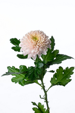 セイオペラパール（白～淡ピンク）｜ハナスタが提供する切花の画像検索 