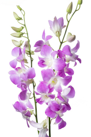 サクラピンク ハナスタが提供する切花の画像検索サイト