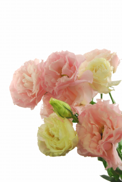 パピヨンピンク ハナスタが提供する切花の画像検索サイト