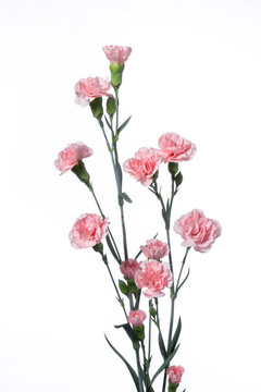 ラスカルピンク ハナスタが提供する切花の画像検索サイト