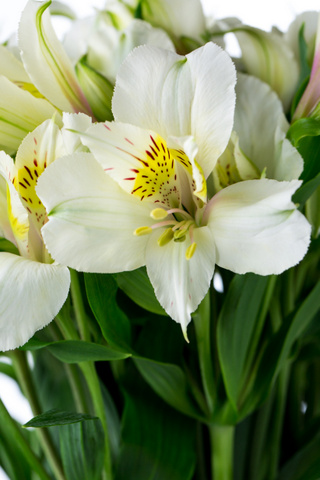 スリック ハナスタが提供する切花の画像検索サイト