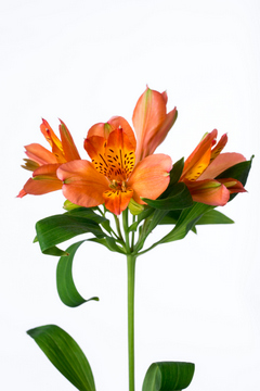 オレンジジュース ハナスタが提供する切花の画像検索サイト