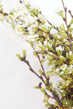 吉野桜 ハナスタが提供する切花の画像検索サイト