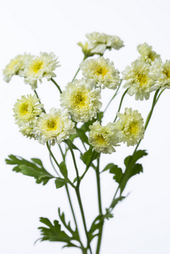 イエローワンダー｜ハナスタが提供する切花の画像検索サイト