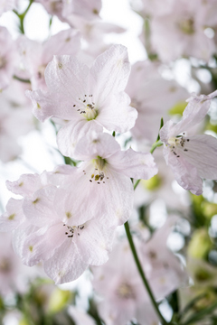 スーパーシュガーピンク ハナスタが提供する切花の画像検索サイト