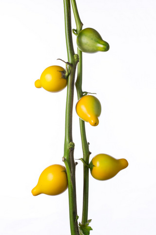 カナリアナス フォックスフェイス ハナスタが提供する切花の画像検索サイト