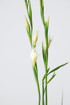 グラジオラス小輪 白 ハナスタが提供する切花の画像検索サイト