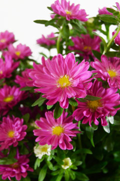 ステラピンク ハナスタが提供する切花の画像検索サイト