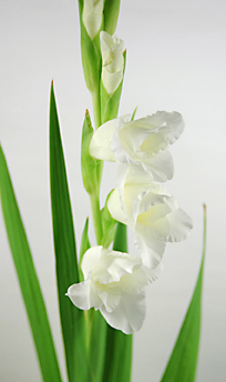 グラジオラス 白 ハナスタが提供する切花の画像検索サイト