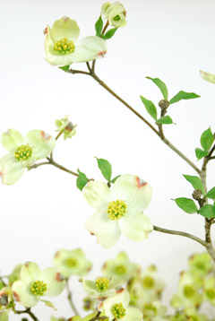 アメリカハナミズキ 白 ハナスタが提供する切花の画像検索サイト