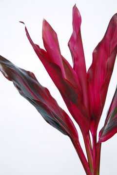 紅ウルマ ハナスタが提供する切花の画像検索サイト