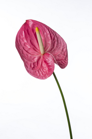 スイートロージー ハナスタが提供する切花の画像検索サイト