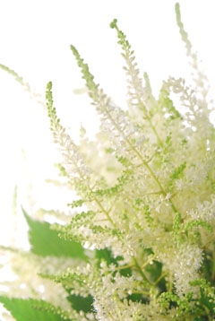 ホワイトグロリア ハナスタが提供する切花の画像検索サイト