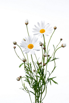 エレガンスホワイト ハナスタが提供する切花の画像検索サイト
