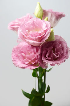 エンゲージピンクフラッシュ ハナスタが提供する切花の画像検索サイト