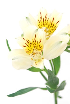 リモンチェラ ハナスタが提供する切花の画像検索サイト