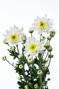 モゼティアラ ハナスタが提供する切花の画像検索サイト