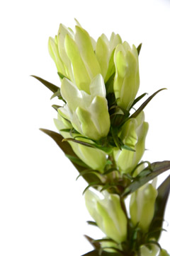 リンドウ 白 ハナスタが提供する切花の画像検索サイト