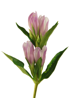 リンドウ ピンク ハナスタが提供する切花の画像検索サイト