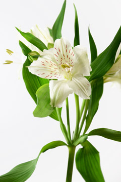 ホイットニー ハナスタが提供する切花の画像検索サイト