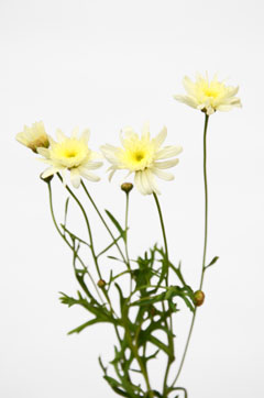イエローサブマリン ハナスタが提供する切花の画像検索サイト