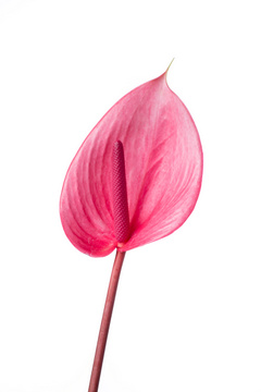 サビア ハナスタが提供する切花の画像検索サイト