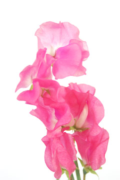 スイートピー ピンク ハナスタが提供する切花の画像検索サイト