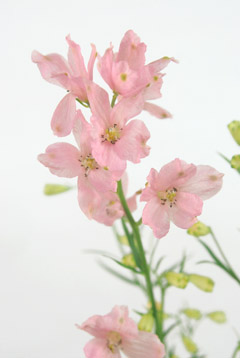 ハッピーピンク ハナスタが提供する切花の画像検索サイト