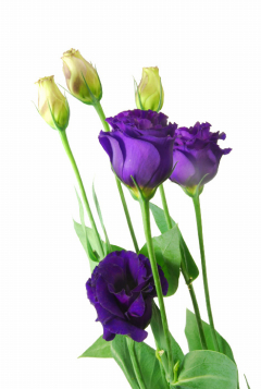 フリンジブルー ハナスタが提供する切花の画像検索サイト