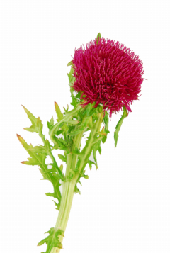 ドイツアザミ 赤 ハナスタが提供する切花の画像検索サイト