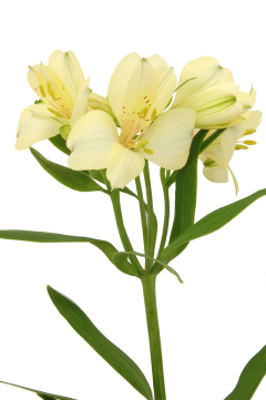 パラディソ 段咲小輪 ハナスタが提供する切花の画像検索サイト