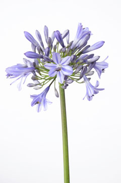 青霞 ハナスタが提供する切花の画像検索サイト