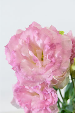エクレア フリンジ ハナスタが提供する切花の画像検索サイト