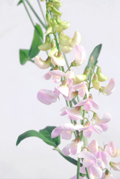 宿根スイートピー ピンク ハナスタが提供する切花の画像検索サイト