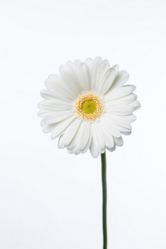 ホワイトスター ハナスタが提供する切花の画像検索サイト