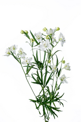 ピクシーホワイトｓｐ ハナスタが提供する切花の画像検索サイト