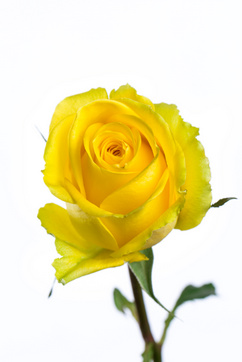 ソラーレ ハナスタが提供する切花の画像検索サイト