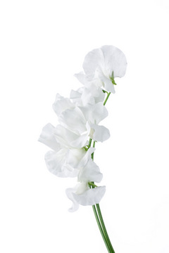 ピュアホワイト｜ハナスタが提供する切花の画像検索サイト