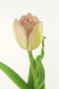 アンジェリケセレクト ハナスタが提供する切花の画像検索サイト