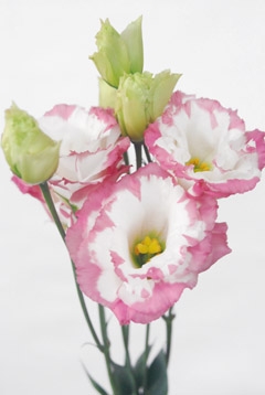 マーブルピンク ハナスタが提供する切花の画像検索サイト